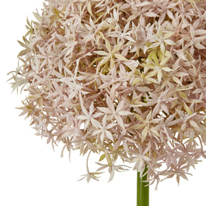 Giant Allium Stem_5221
