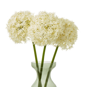 Giant Allium Stem_4631