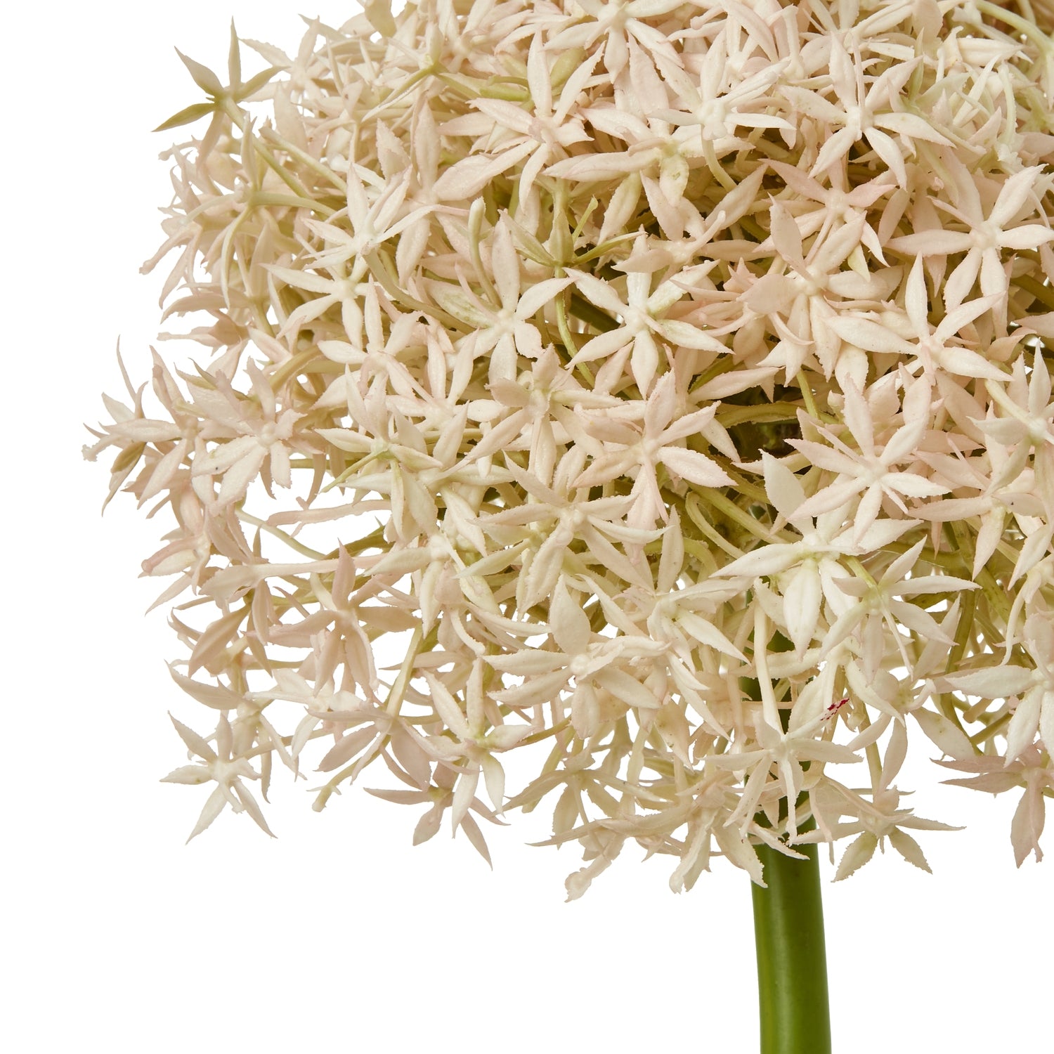 Giant Allium Stem_5388