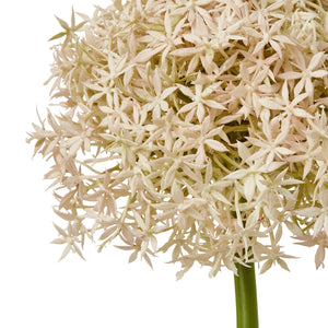 Giant Allium Stem_5388