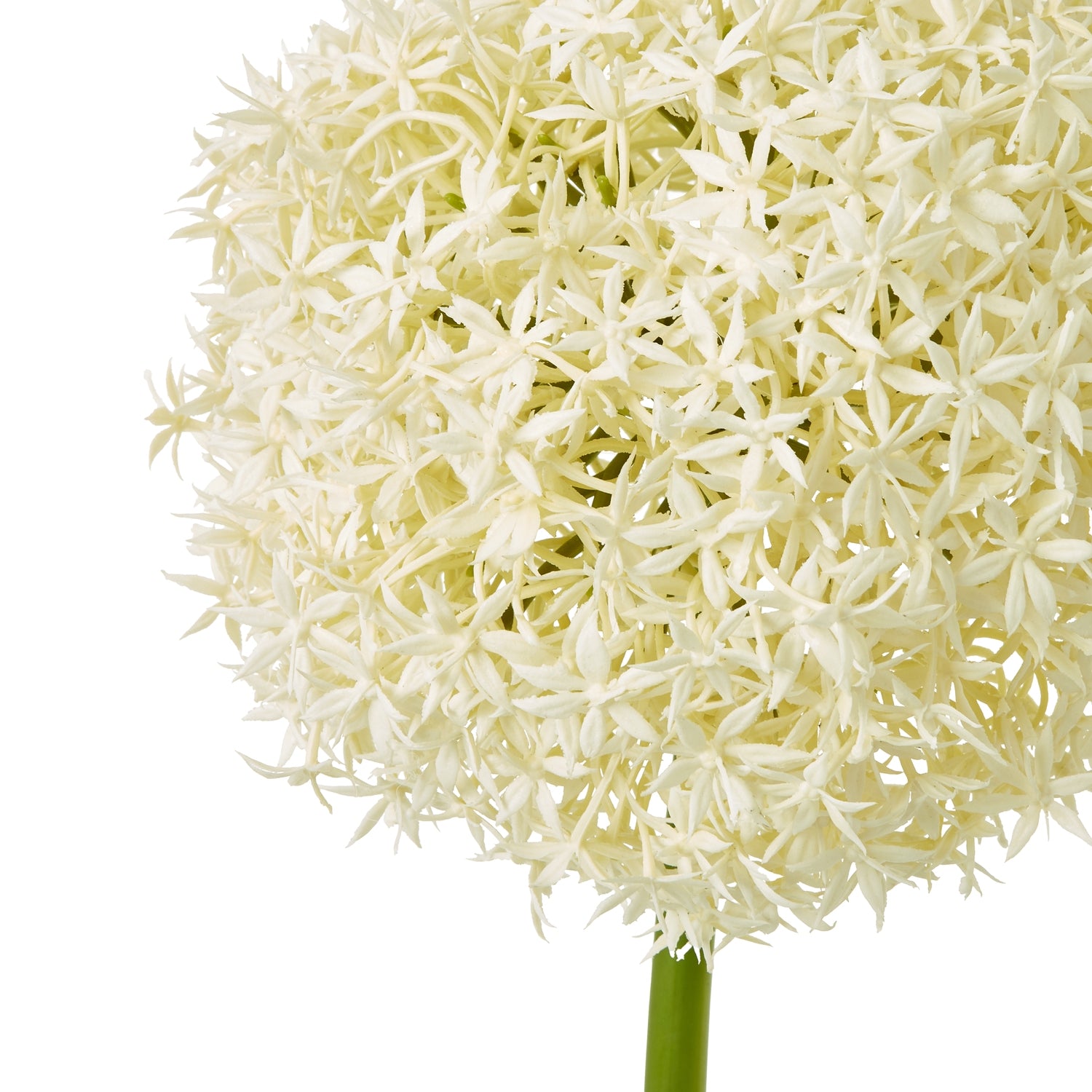 Giant Allium Stem_4630
