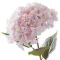 Giant Pink Hydrangea_4863