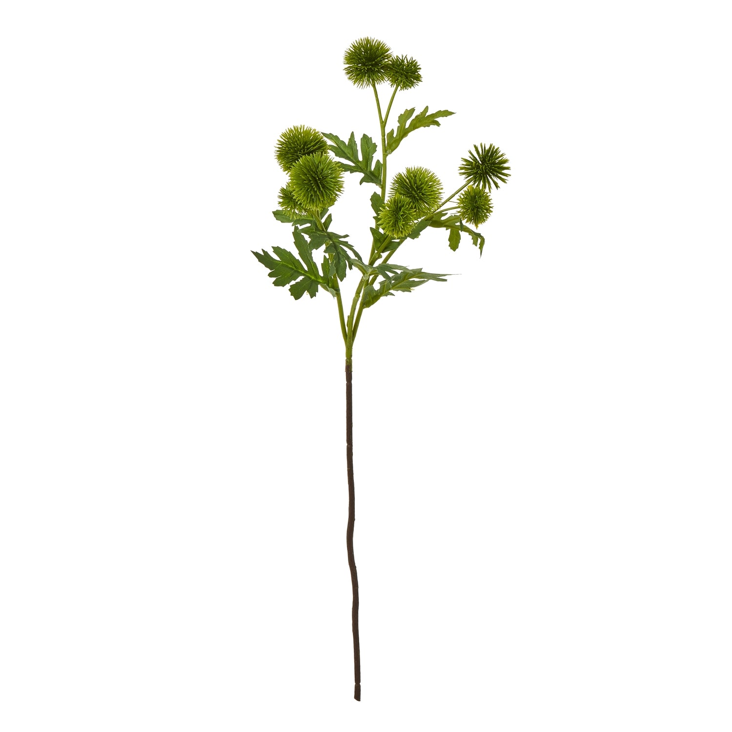 Green Globe Thistle Spray [cid:23835]
