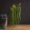 Green Amaranthus_4869