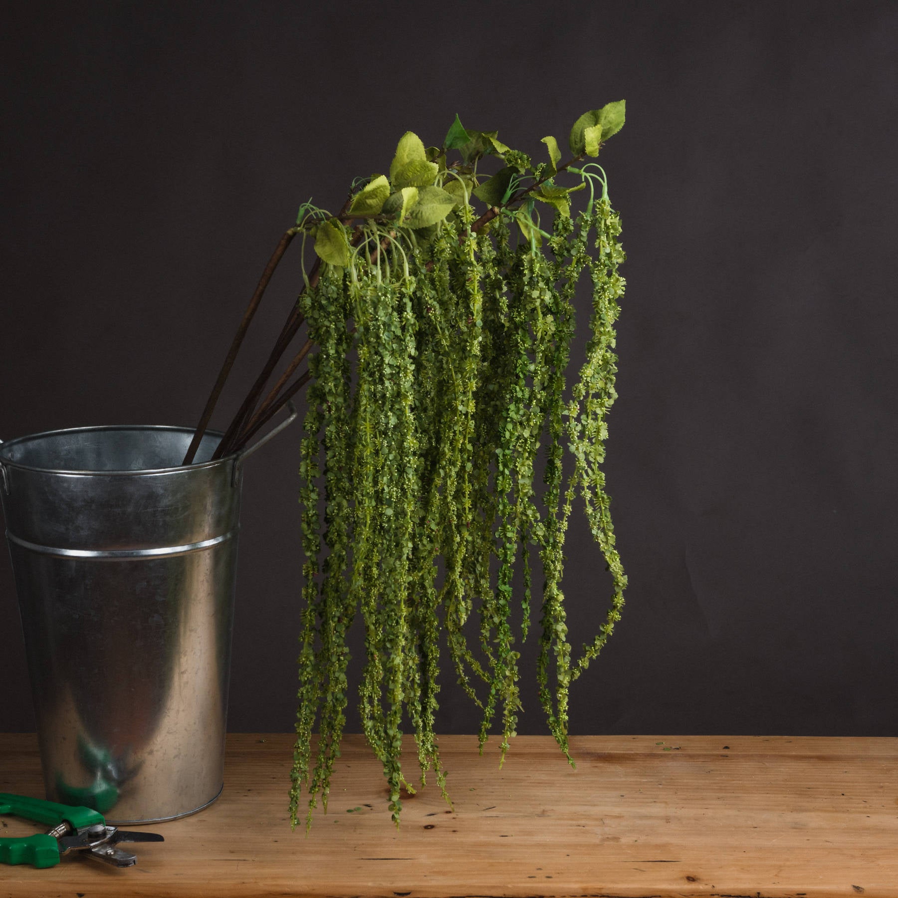 Green Amaranthus_4869