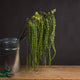 Green Amaranthus_4869