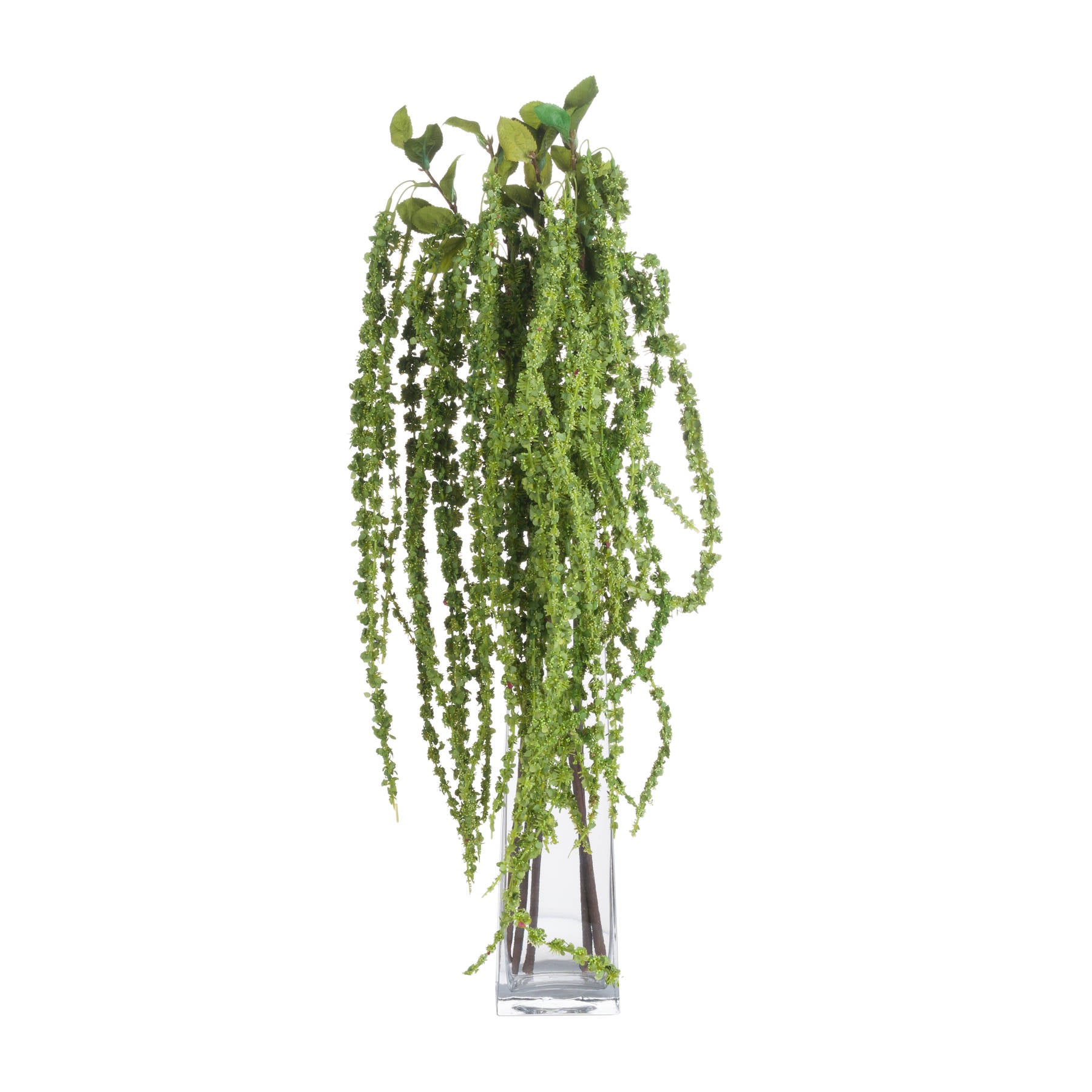 Green Amaranthus_4872