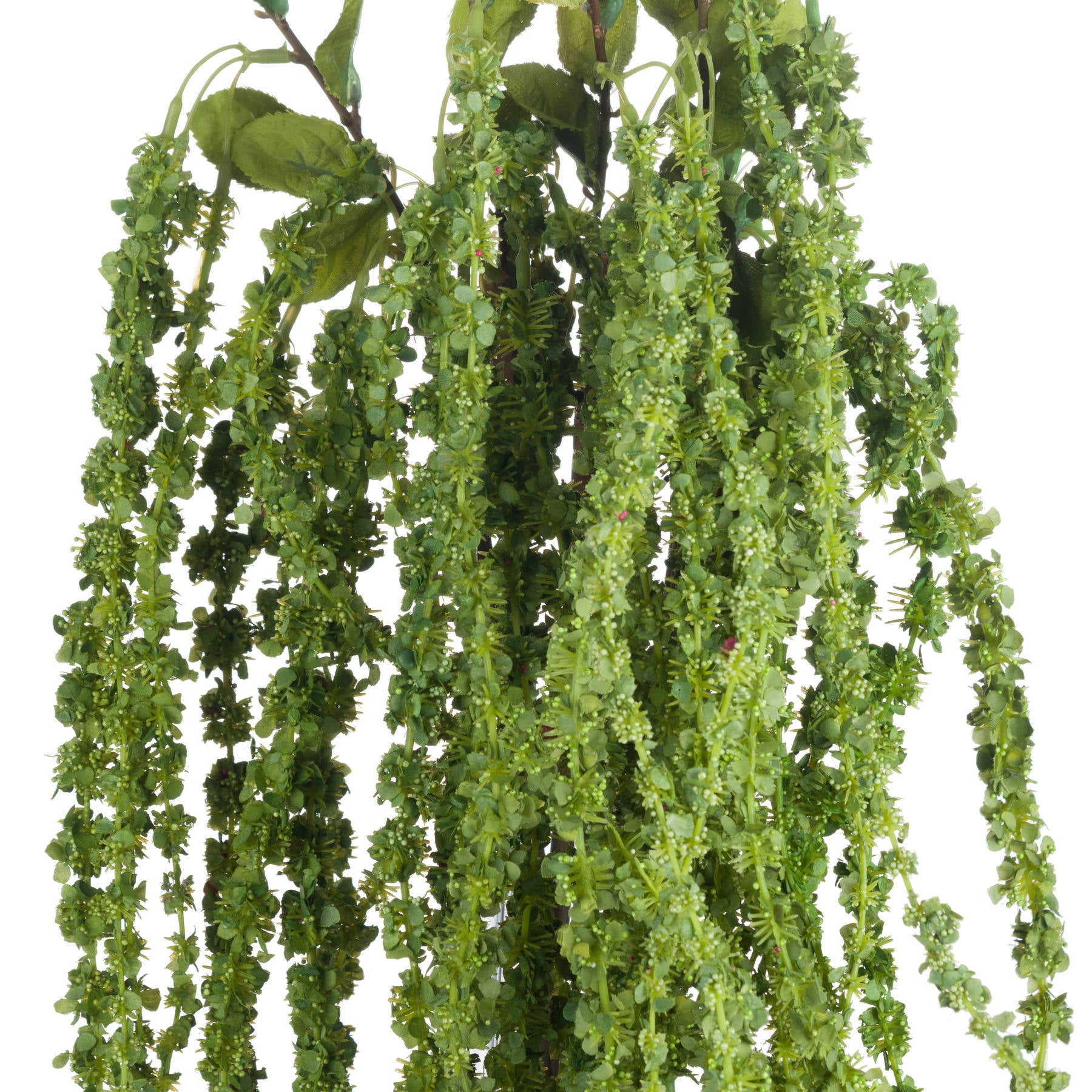 Green Amaranthus_4873