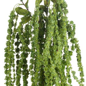 Green Amaranthus_4873