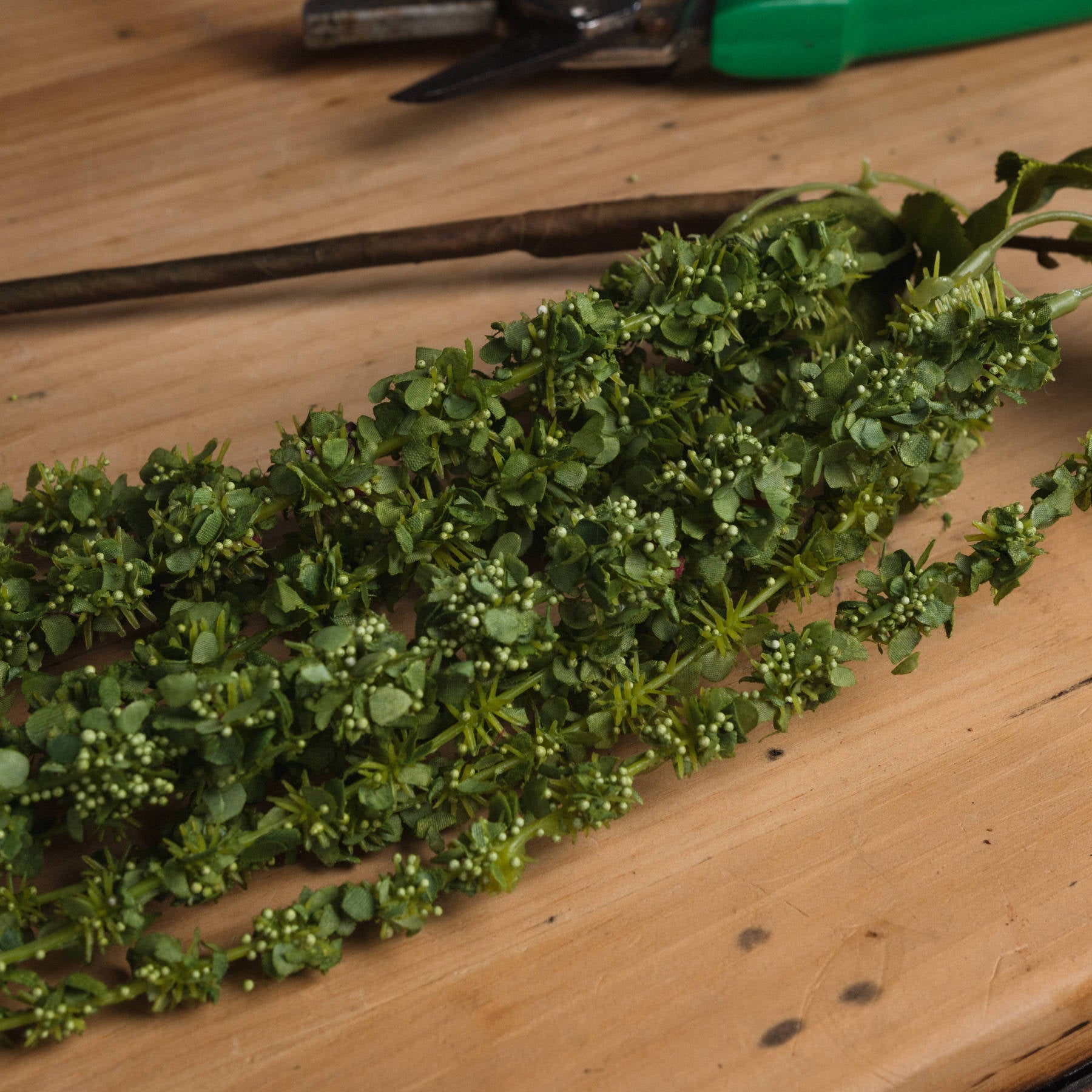 Green Amaranthus_4871