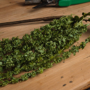 Green Amaranthus_4871