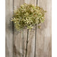 Green And Beige Allium_4874