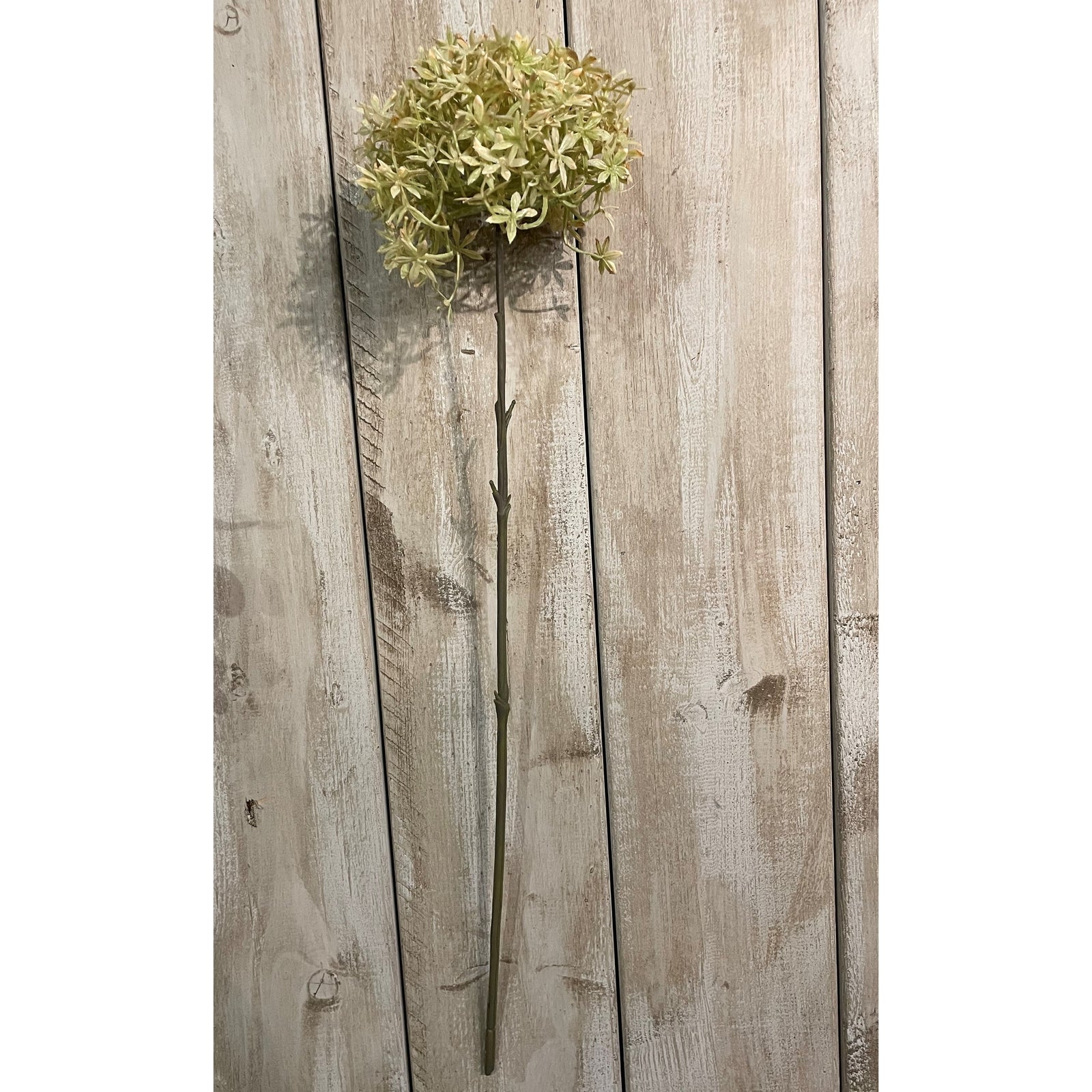Green And Beige Allium_4875