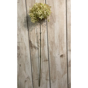 Green And Beige Allium_4875