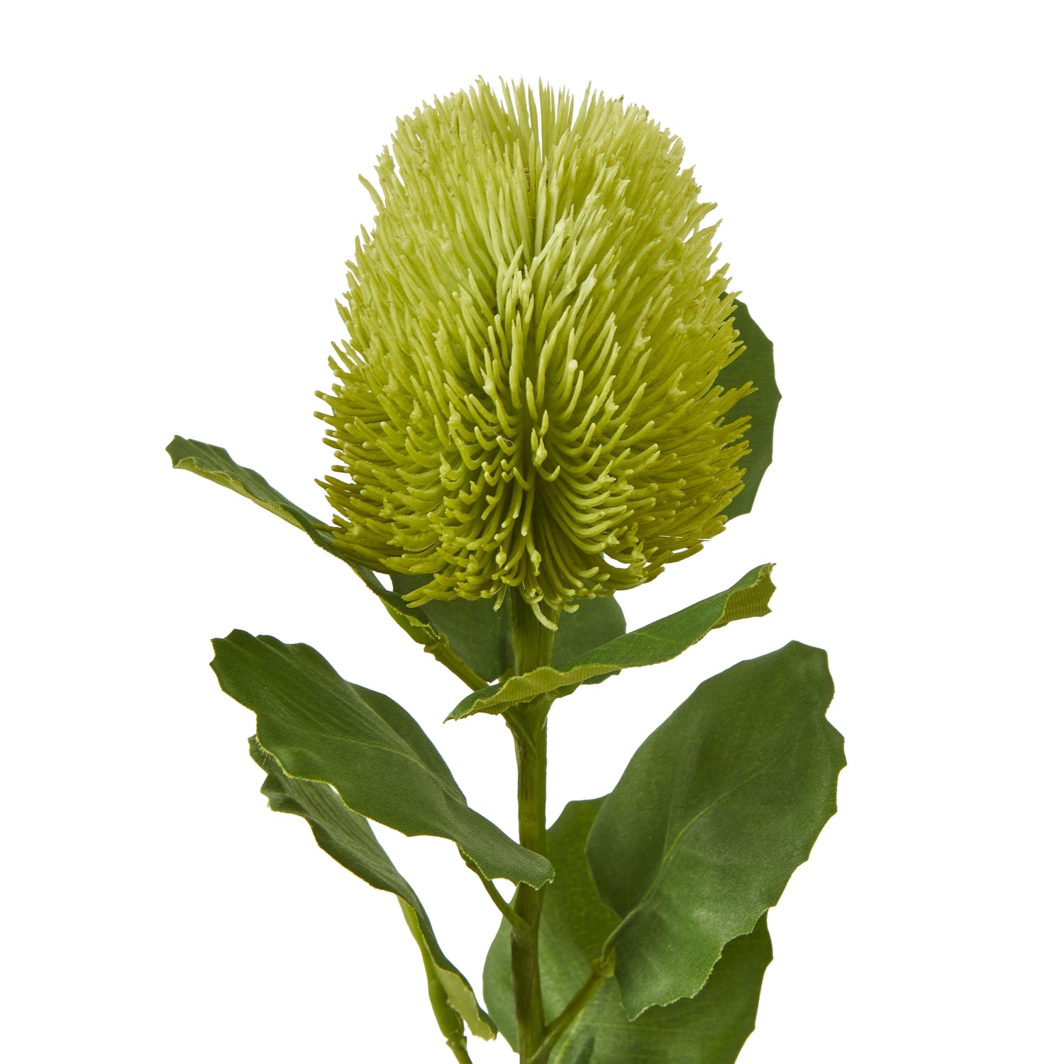 Green Banksia Stem [cid:23813-a]