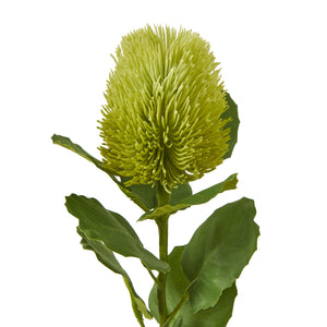 Green Banksia Stem [cid:23813-a]
