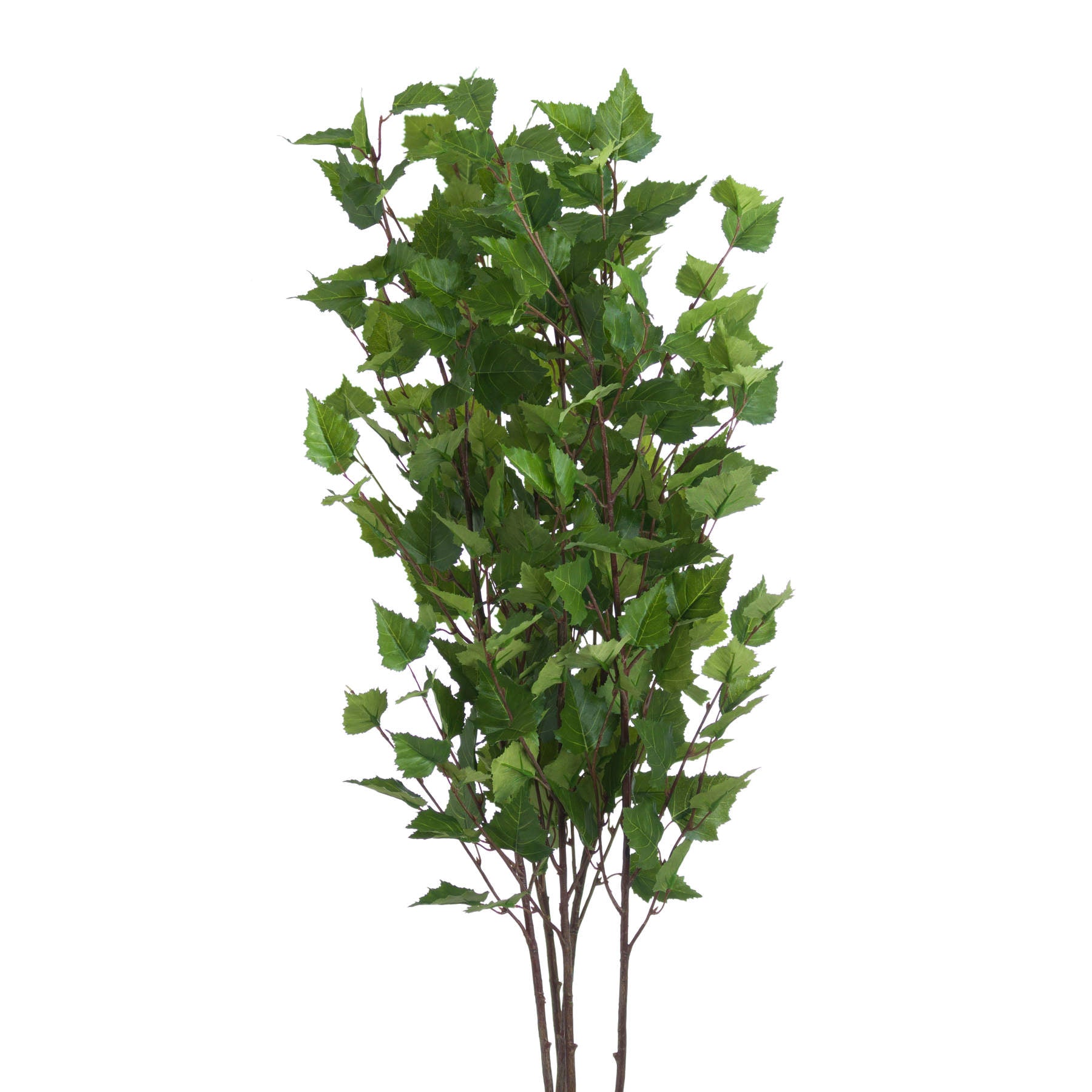 Green Branch Spray_4886
