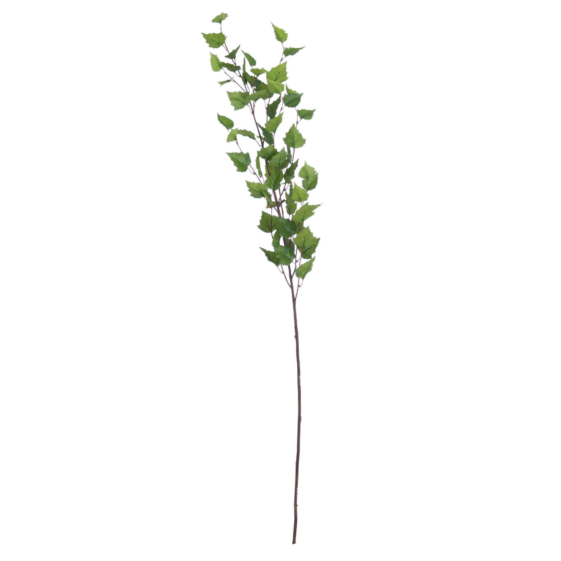 Green Branch Spray_4887