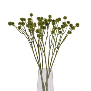 Green Craspedia Stem_4893