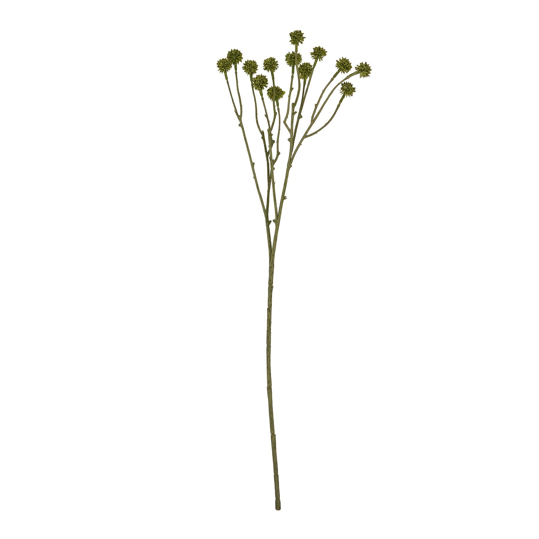 Green Craspedia Stem_4892