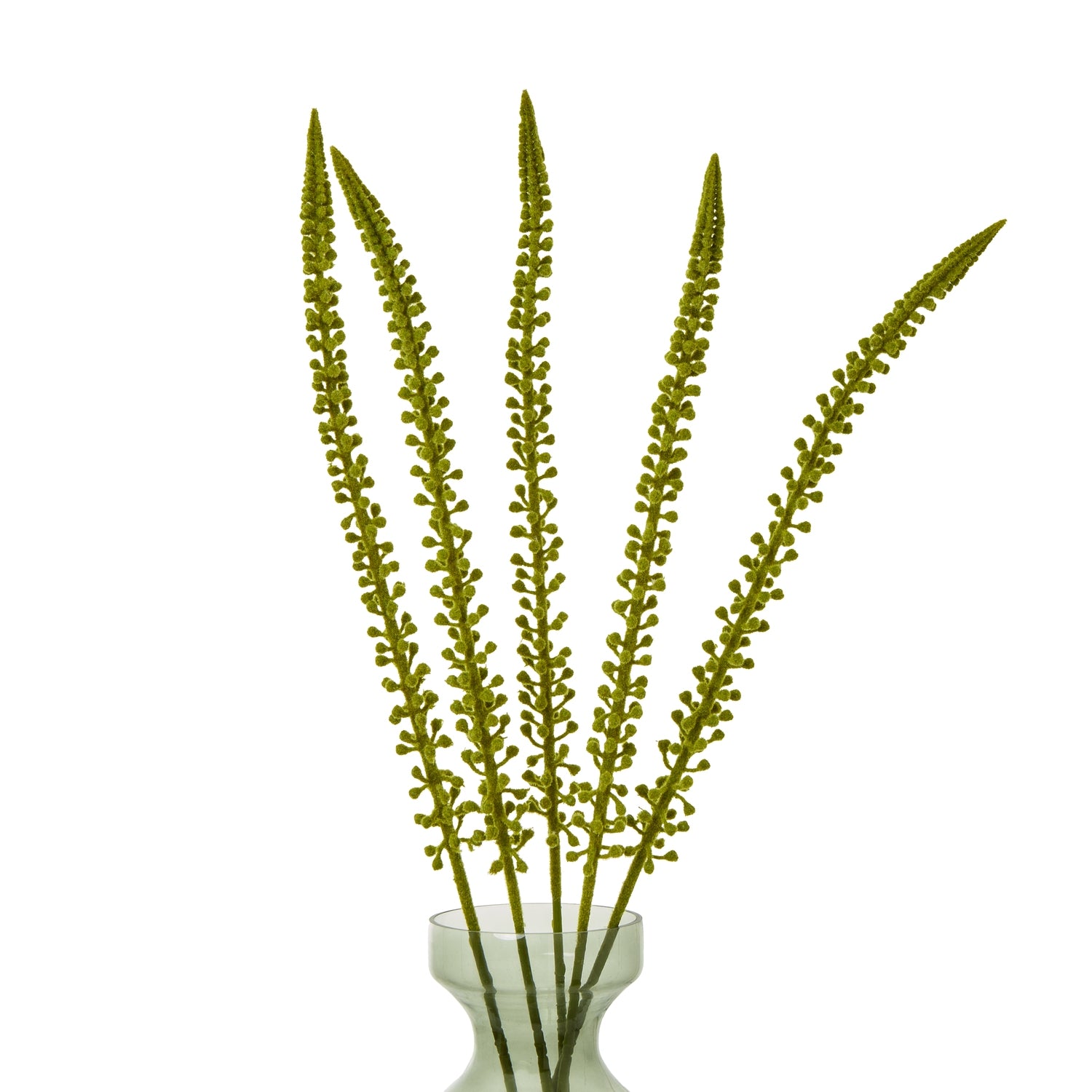 Eremurus Stem_4899