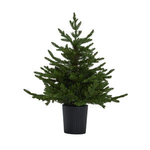 Green Forest Fir Pre-Lit Led 300L Christmas Tree In Pot_808