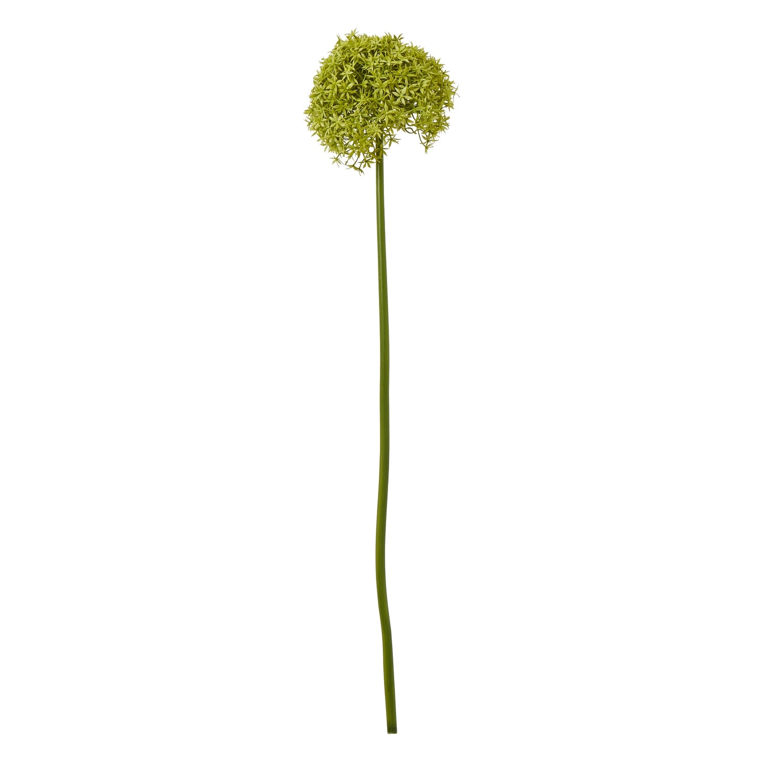 Giant Allium Stem_4903