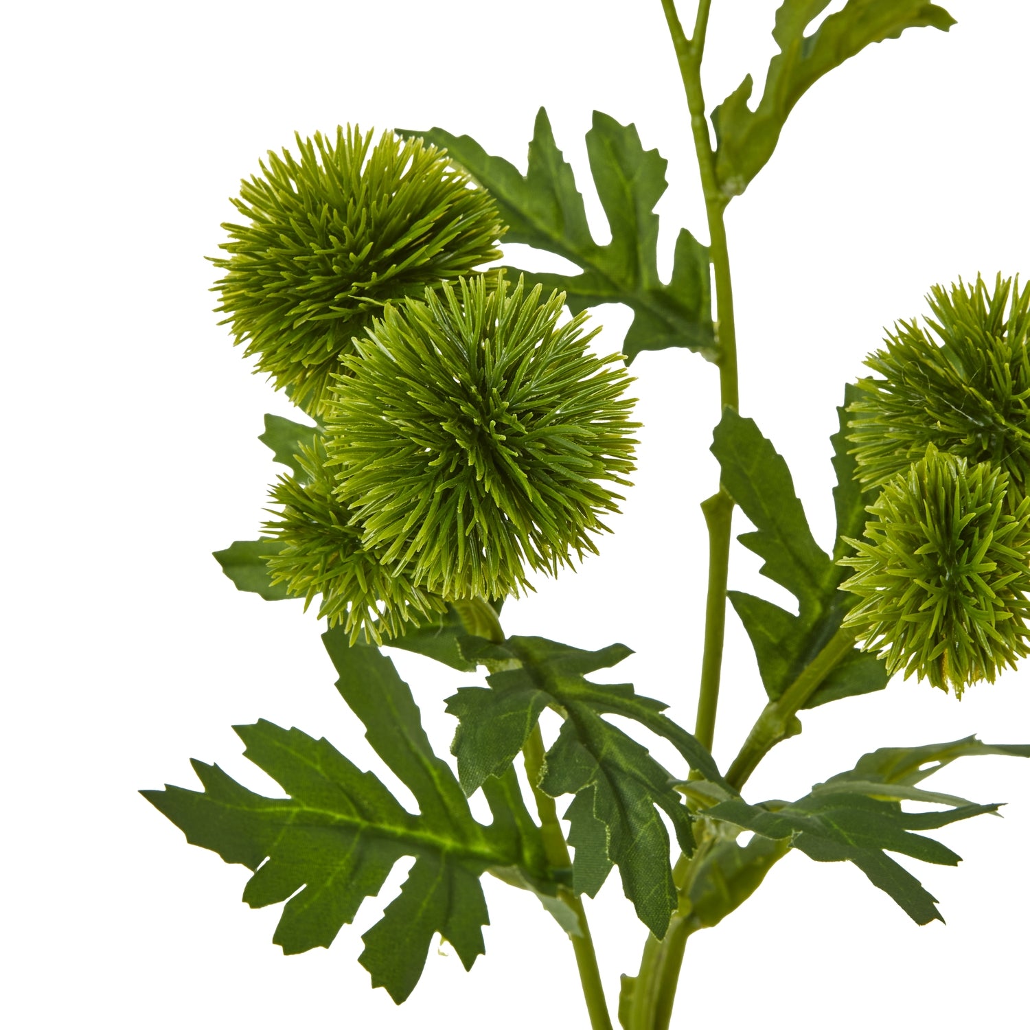 Green Globe Thistle Spray [cid:23835-a]