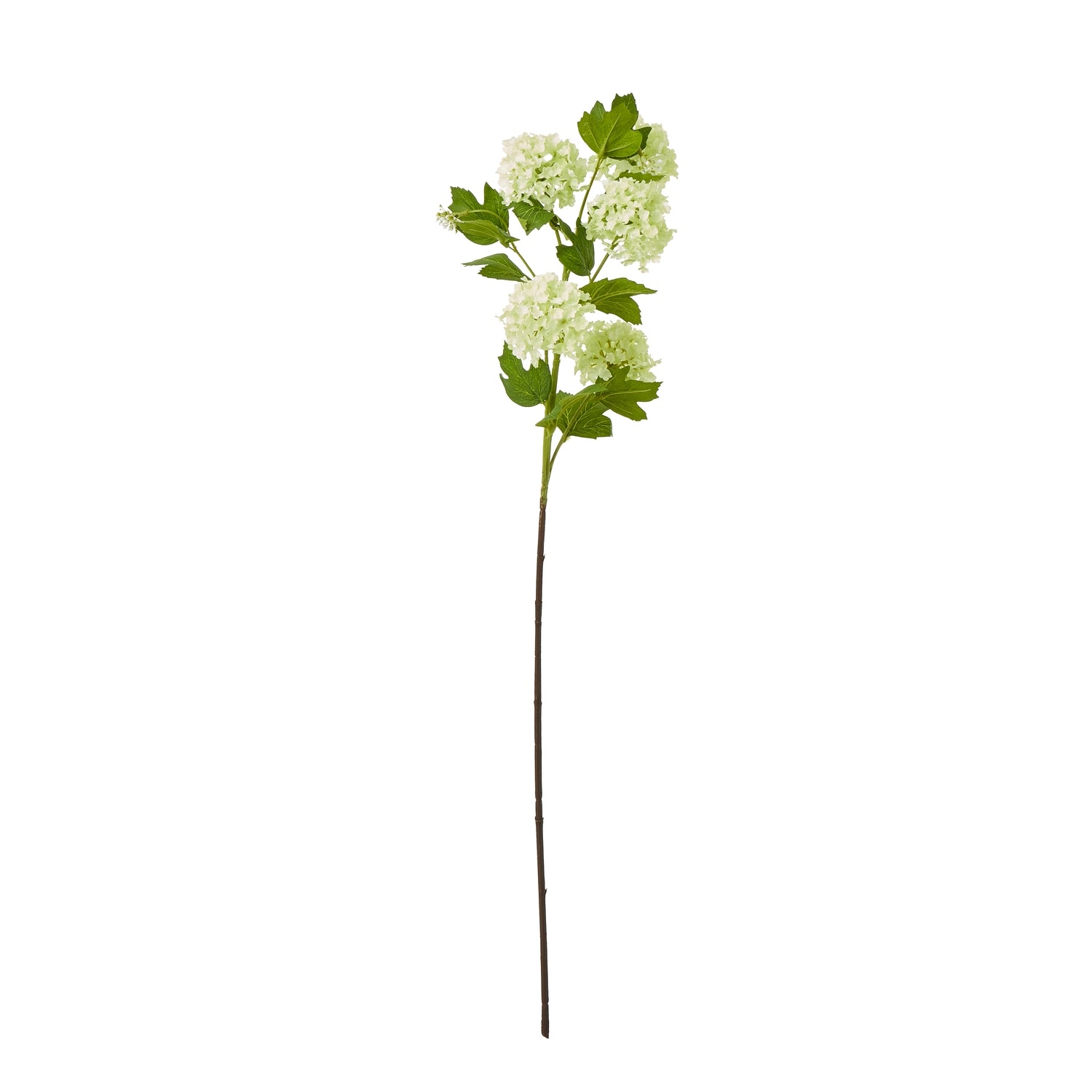 Green Snowball Viburnum Spray_4969