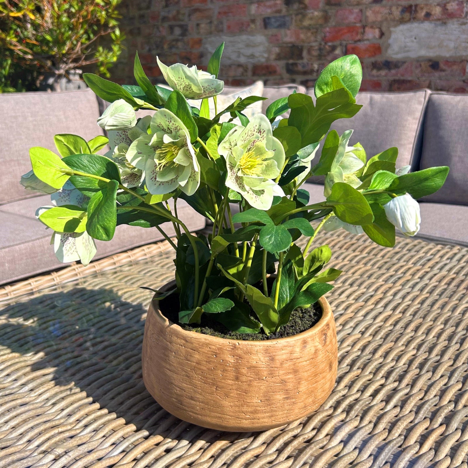 Green Hellebore Plant In Taupe Pot [cid:23762-a]