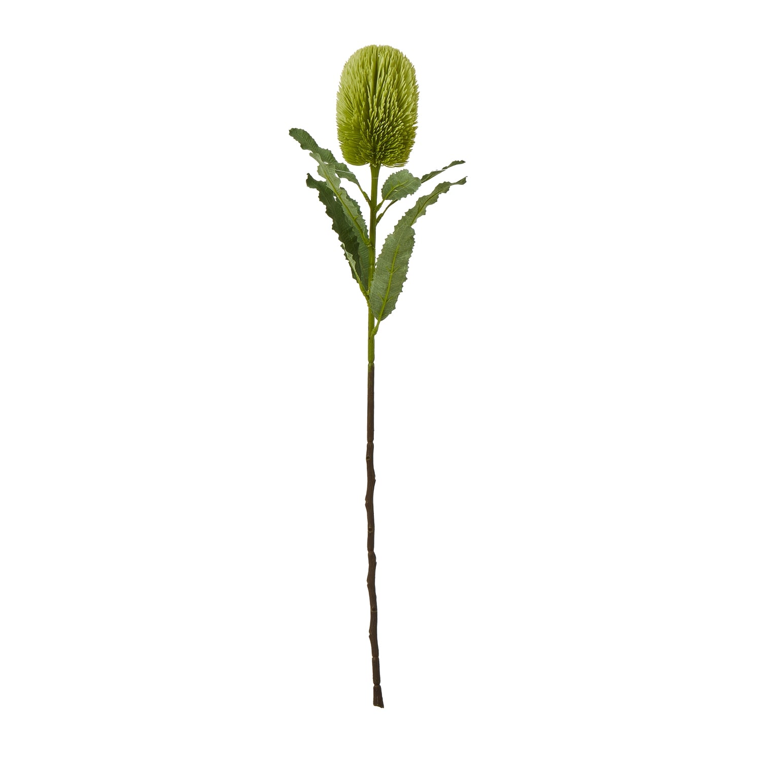Large Banksia Serrata Stem_5048