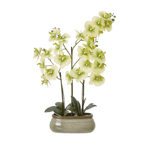 Large Orchid In Ceramic Pot_5062