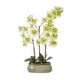 Large Orchid In Ceramic Pot_5062
