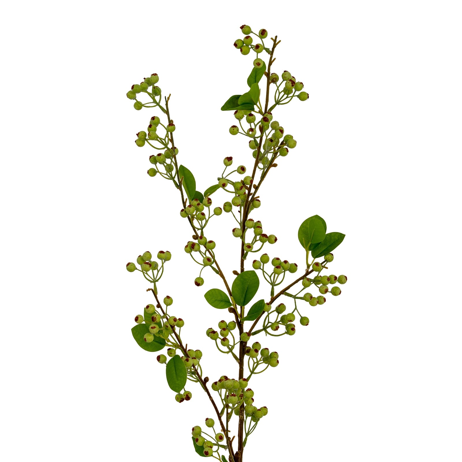 Green Mossberry Large Branch_4929