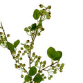 Green Mossberry Large Branch_4931
