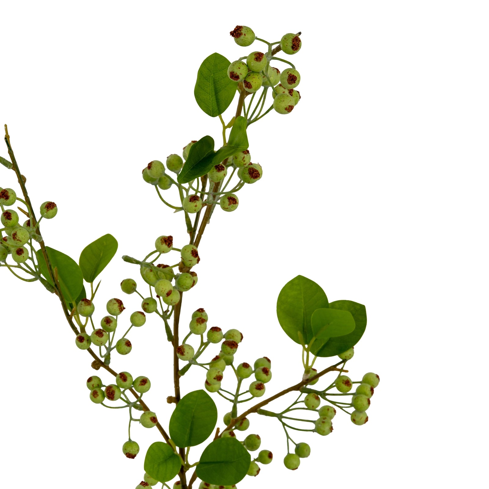 Green Mossberry Large Branch_4931