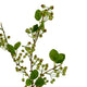 Green Mossberry Large Branch_4931