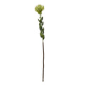 Green Pincushion Protea Spray_4937