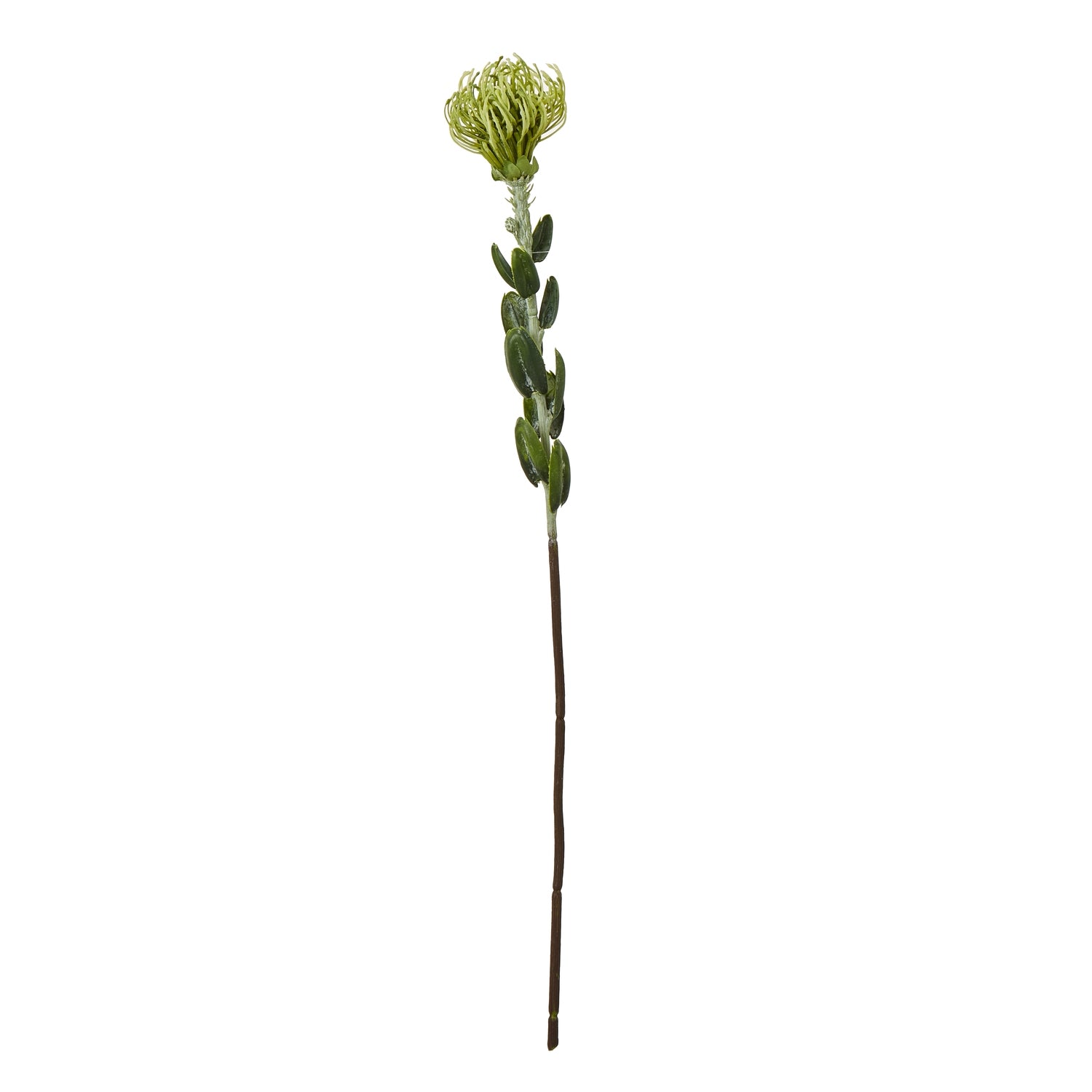 Green Pincushion Protea Spray_4937
