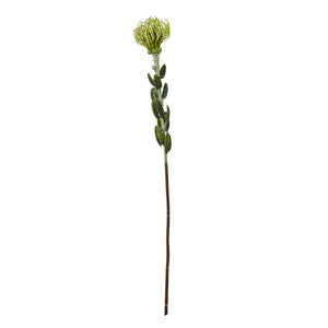 Green Pincushion Protea Spray_4937