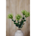 Green Pincushion Protea Spray_4941