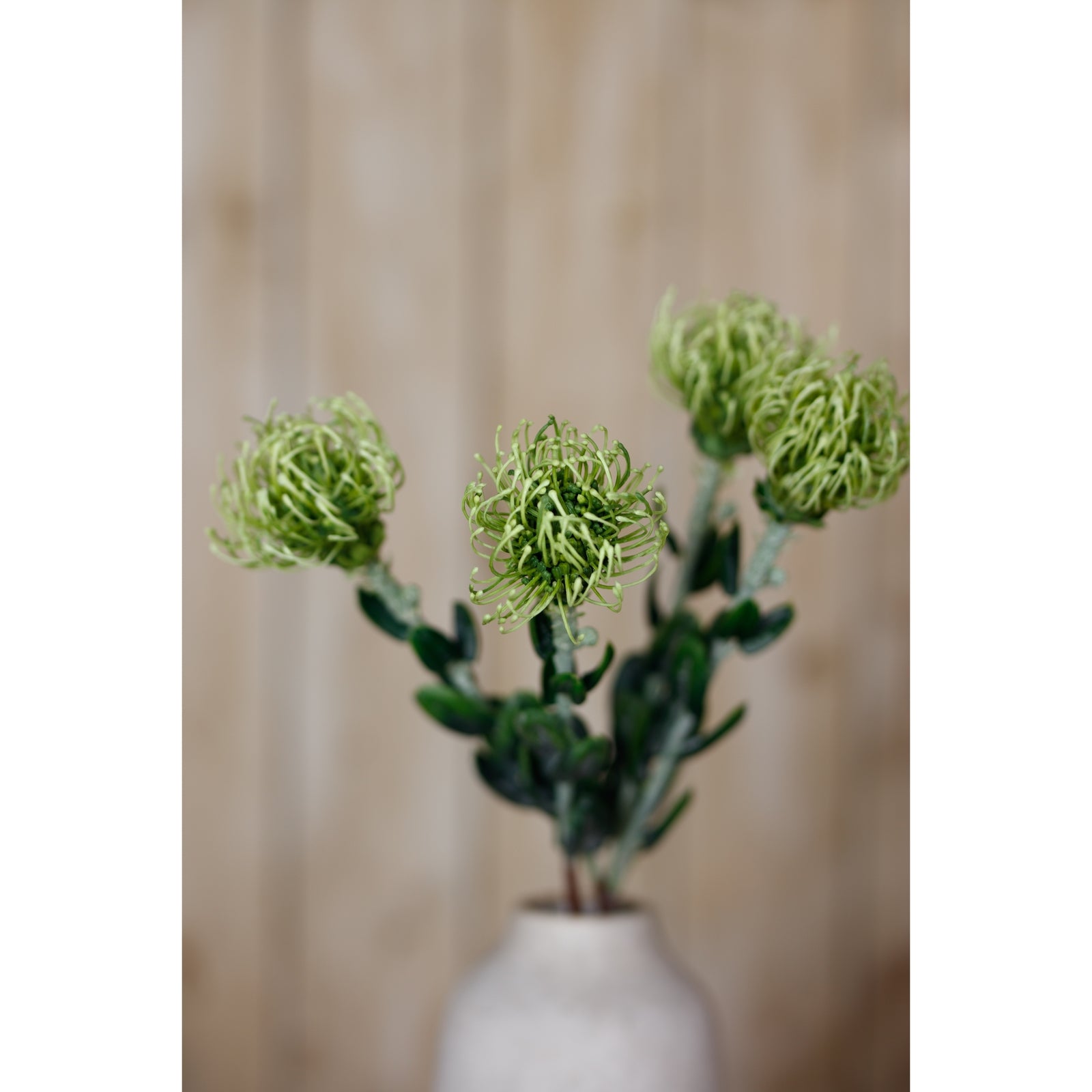 Green Pincushion Protea Spray_4941