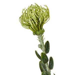 Green Pincushion Protea Spray_4938