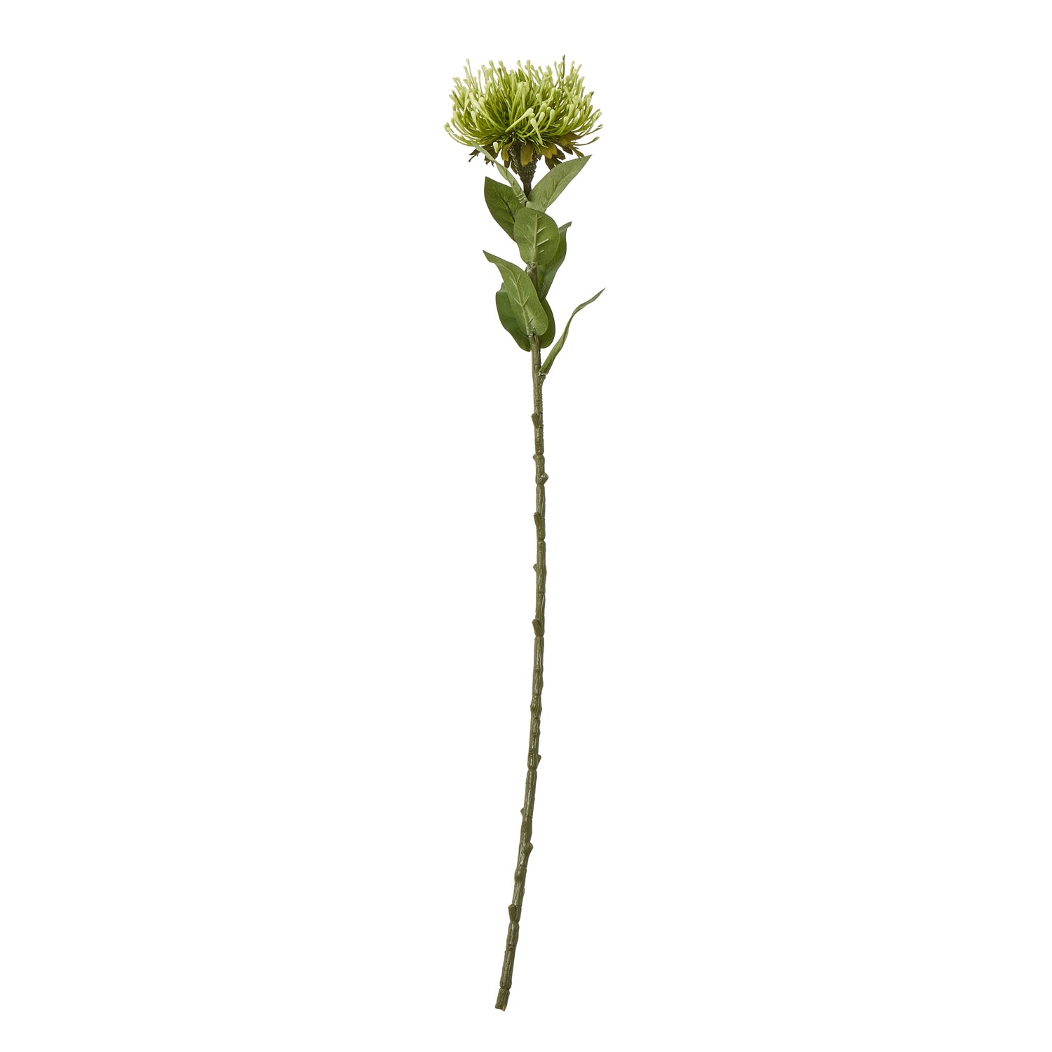 Protea Lorea Stem_4945