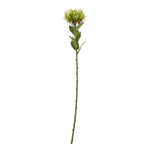 Protea Lorea Stem_4945