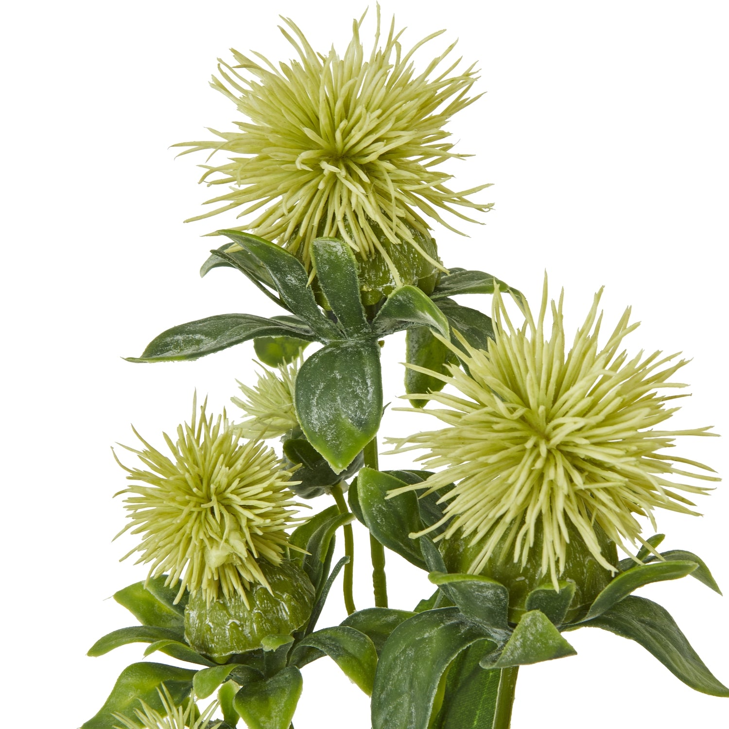 Green Safflower Spray [cid:23815-a]