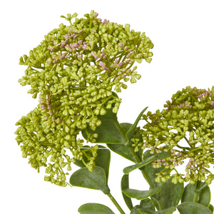 Green Sedum Spray [cid:23823-a]