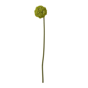 Green Allium Stem [cid:23851-b]