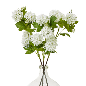 Green Snowball Viburnum Spray_4700