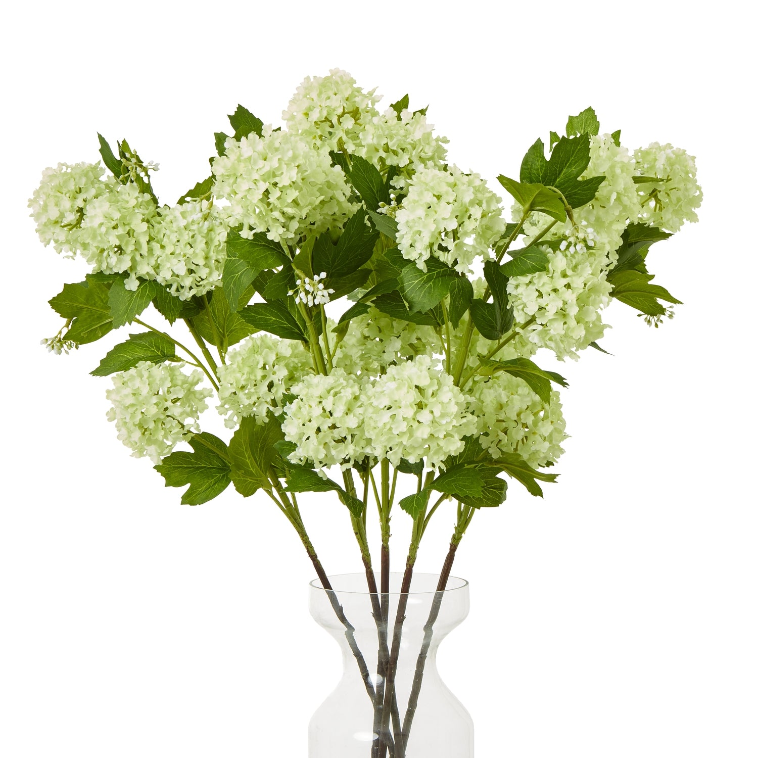 Green Snowball Viburnum Spray_4971